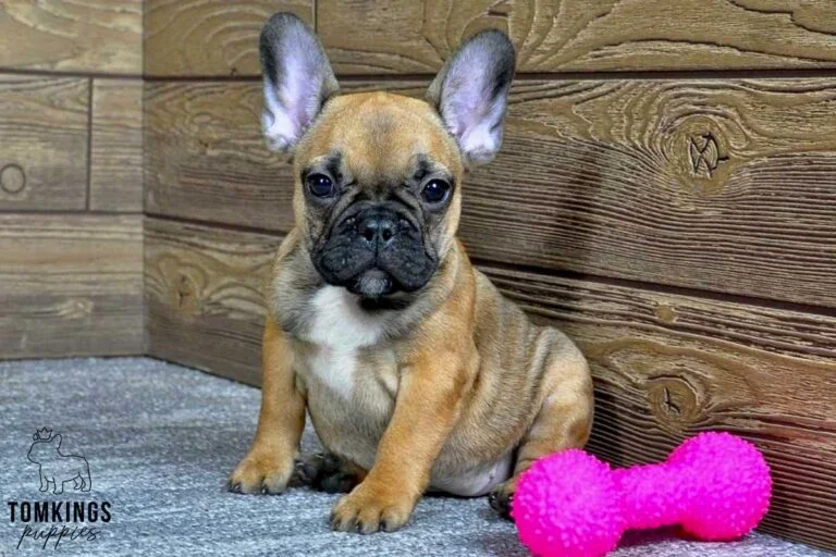 Sandy, available French Bulldog puppy at TomKings Puppies