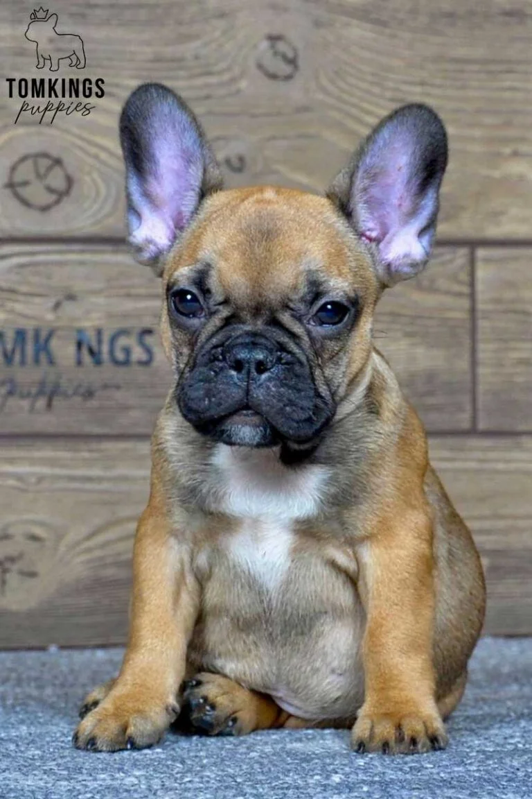 Sandy, available French Bulldog puppy at TomKings Puppies