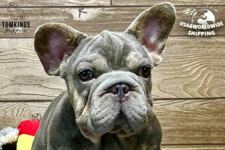 Spencer, available French Bulldog puppy at TomKings Puppies