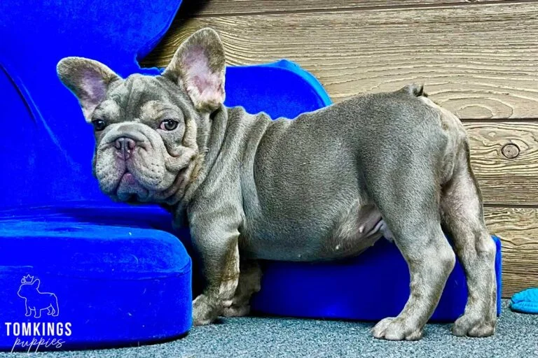 Spencer, available French Bulldog puppy at TomKings Puppies