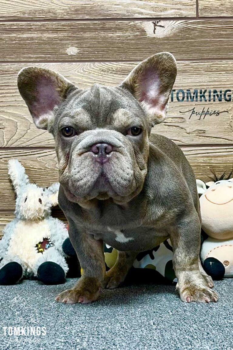 Spencer, available French Bulldog puppy at TomKings Puppies