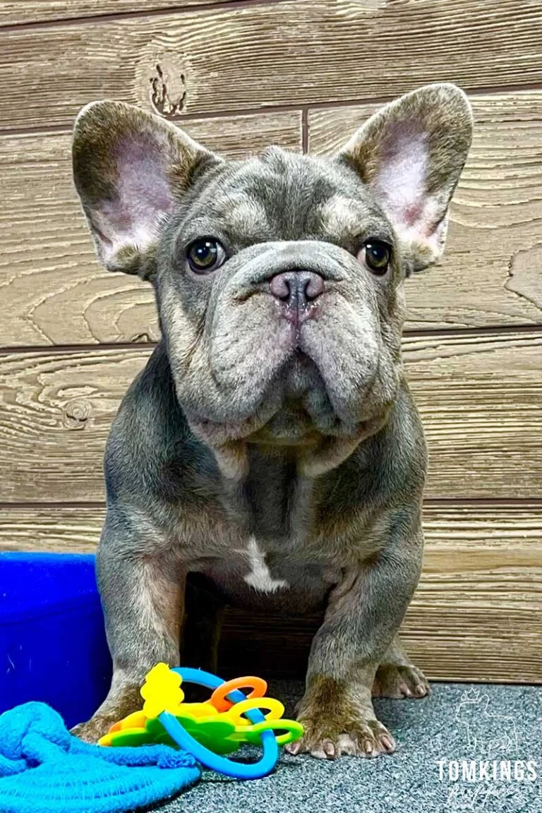 Spencer, available French Bulldog puppy at TomKings Puppies