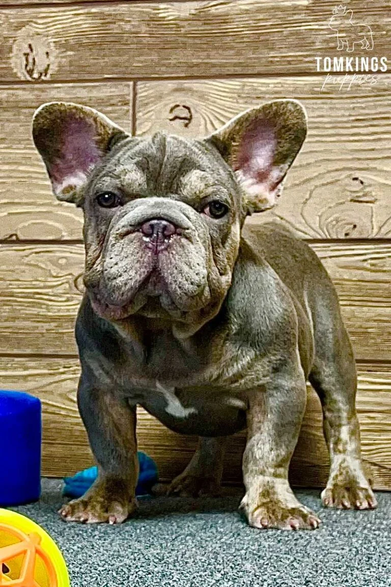 Spencer, available French Bulldog puppy at TomKings Puppies