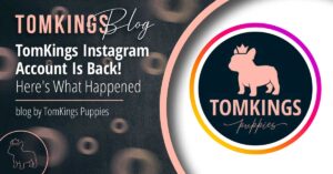 TomKings Instagram Account Is Back! Here's What Happened - TomKings Blog