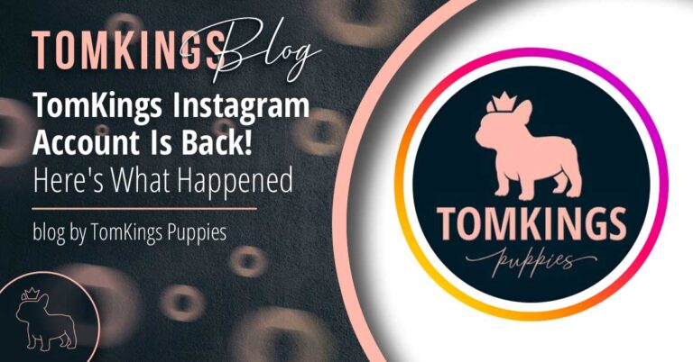 TomKings Instagram Account Is Back! Here's What Happened - TomKings Blog