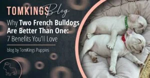 Why Two French Bulldogs Are Better Than One: 7 Benefits You’ll Love - TomKings Blog