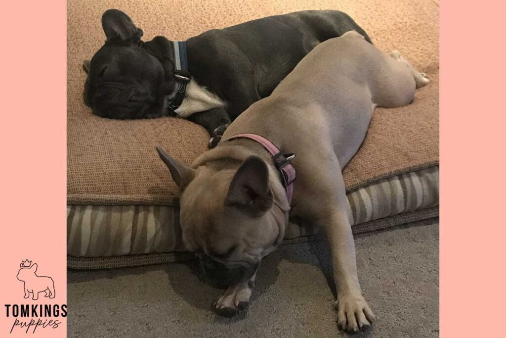 Why Two French Bulldogs Are Better Than One: 7 Benefits You’ll Love - TomKings Blog