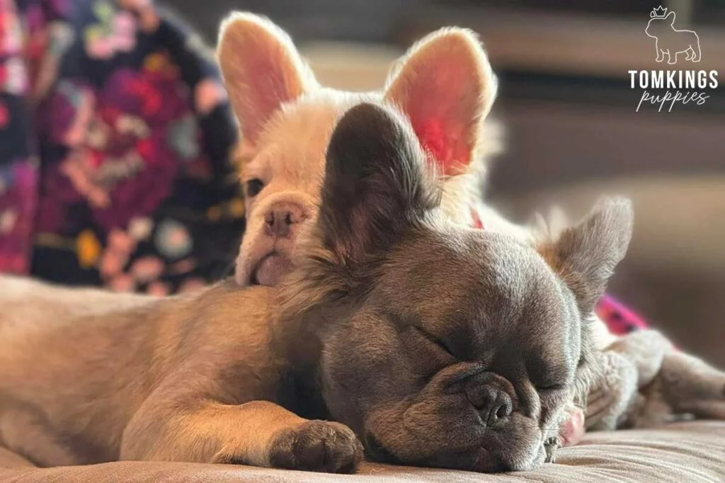 Why Two French Bulldogs Are Better Than One: 7 Benefits You’ll Love - TomKings Blog