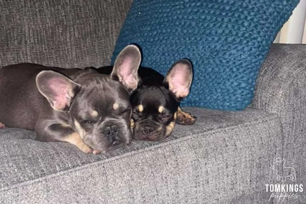 Why Two French Bulldogs Are Better Than One: 7 Benefits You’ll Love - TomKings Blog