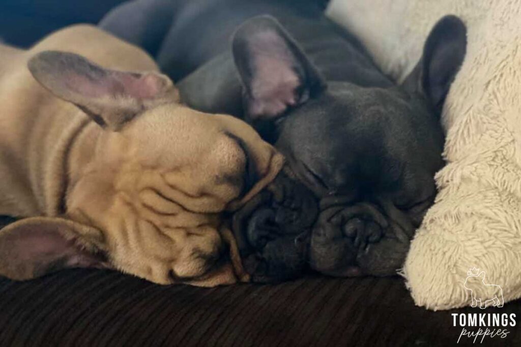 Why Two French Bulldogs Are Better Than One: 7 Benefits You’ll Love - TomKings Blog