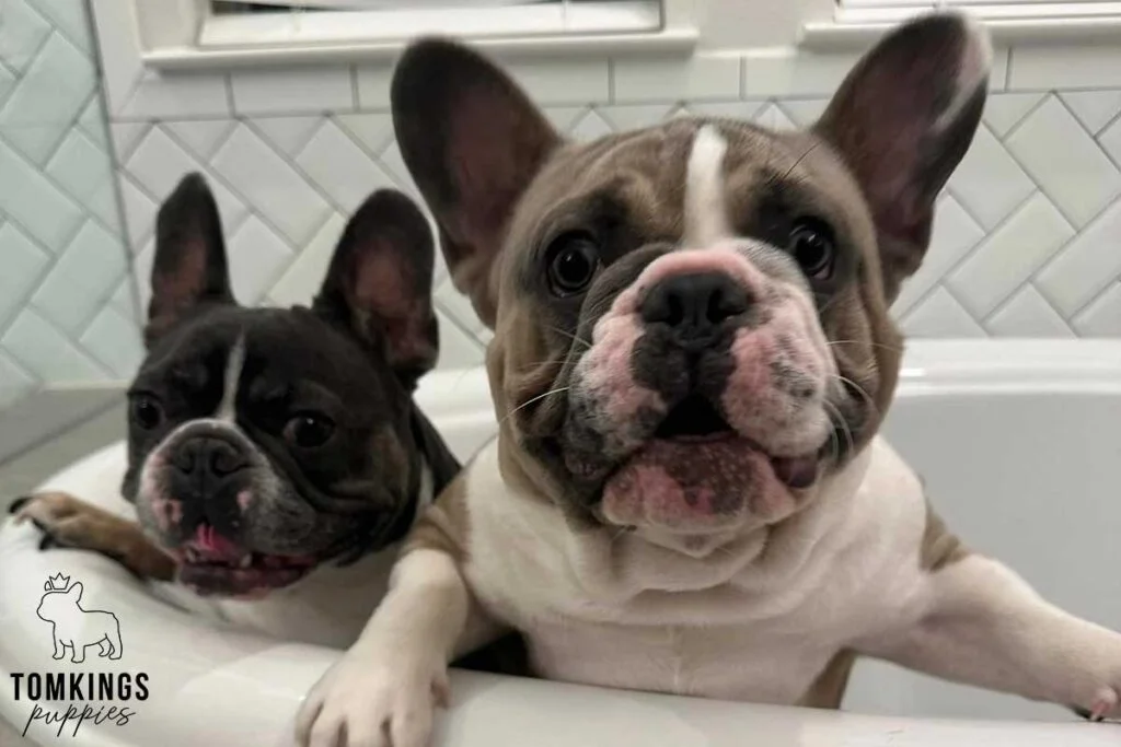 Why Two French Bulldogs Are Better Than One: 7 Benefits You’ll Love - TomKings Blog