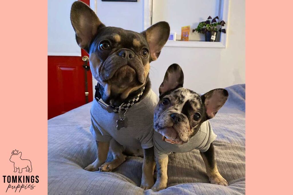 Why Two French Bulldogs Are Better Than One: 7 Benefits You’ll Love - TomKings Blog