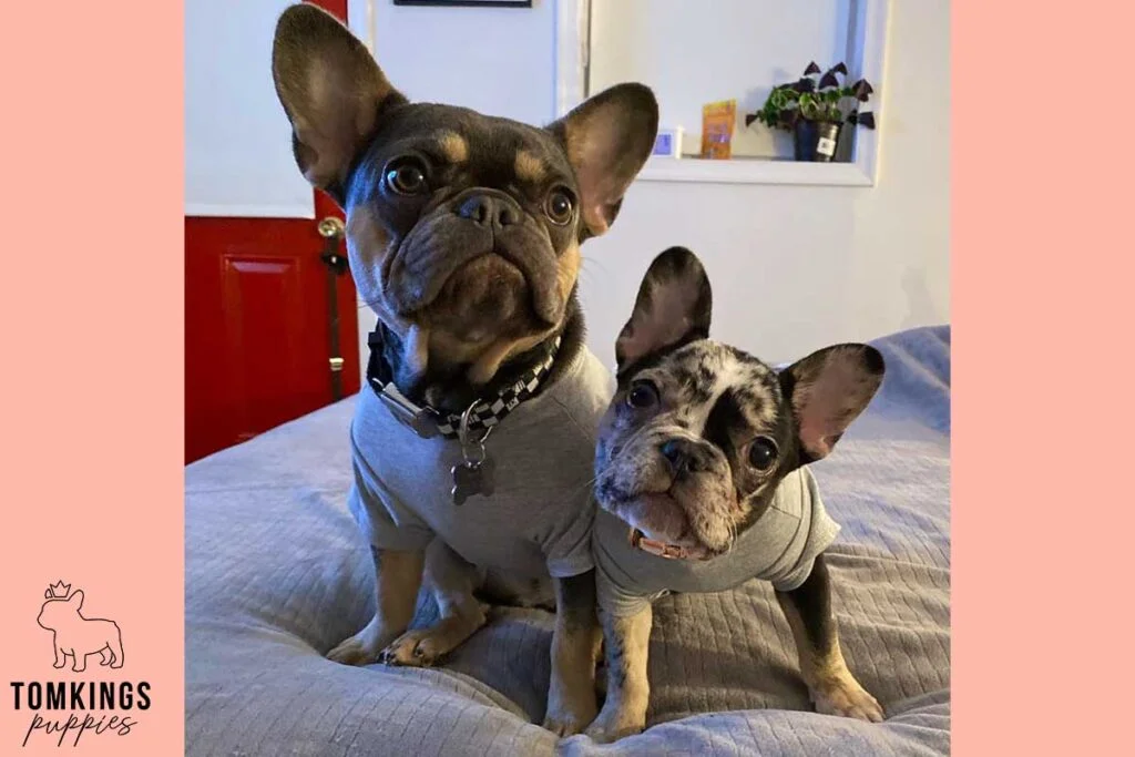 Why Two French Bulldogs Are Better Than One: 7 Benefits You’ll Love - TomKings Blog