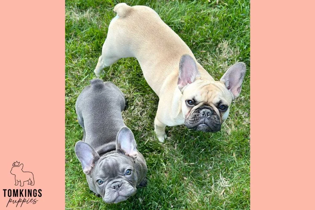 Why Two French Bulldogs Are Better Than One: 7 Benefits You’ll Love - TomKings Blog