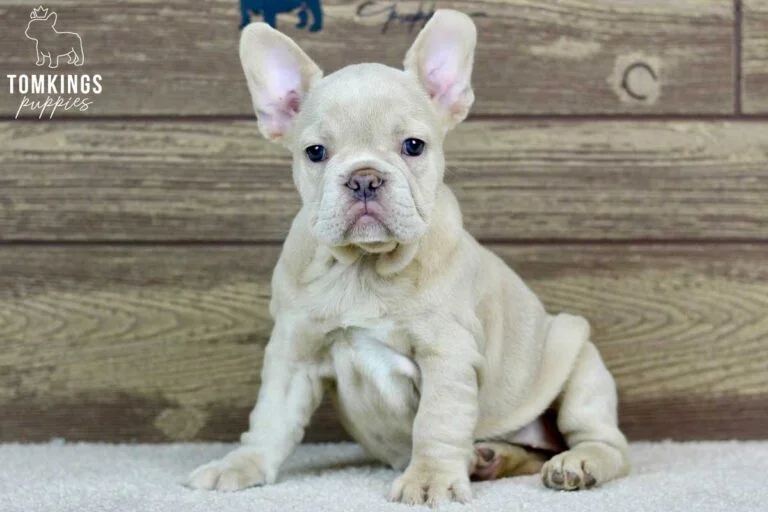 Vivian, available French Bulldog puppy at TomKings Puppies