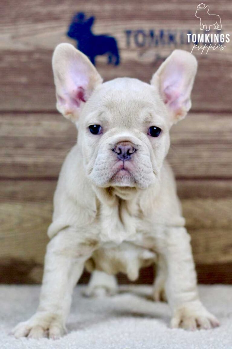 Vivian, available French Bulldog puppy at TomKings Puppies