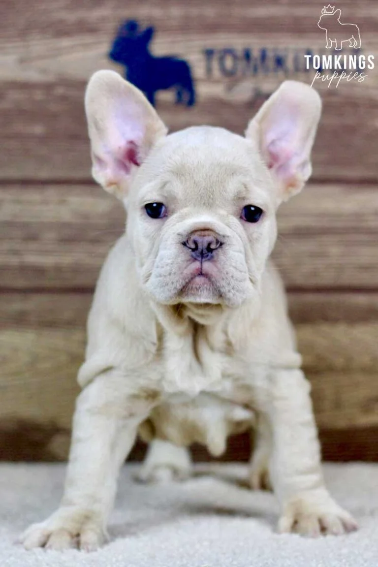 Vivian, available French Bulldog puppy at TomKings Puppies