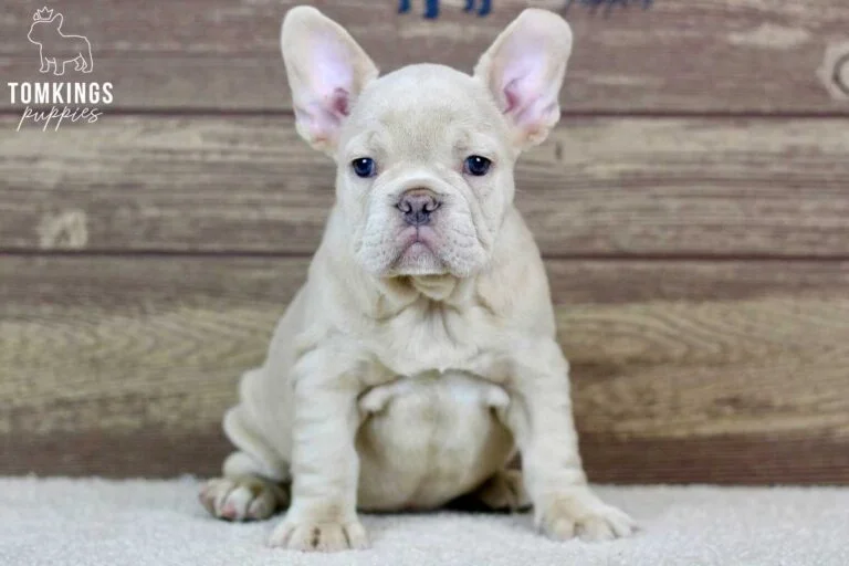 Vivian, available French Bulldog puppy at TomKings Puppies