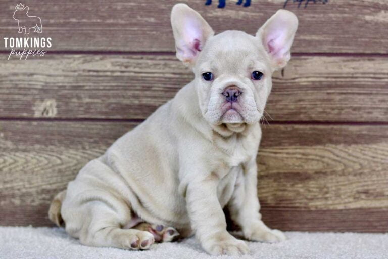 Vivian, available French Bulldog puppy at TomKings Puppies