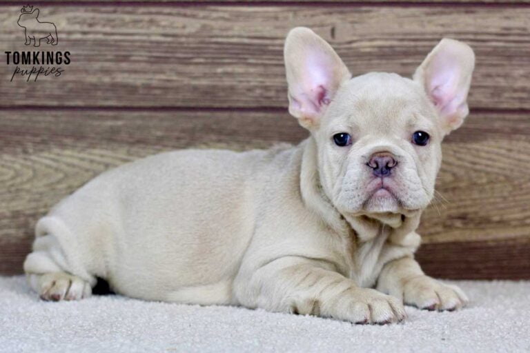 Vivian, available French Bulldog puppy at TomKings Puppies