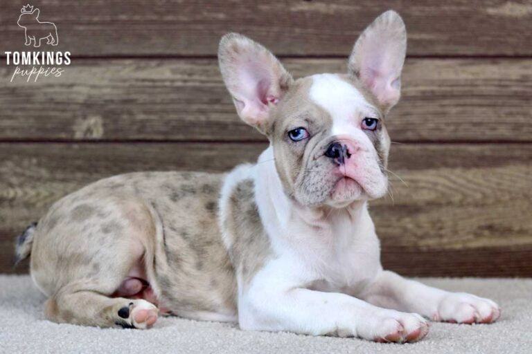 Watson, available French Bulldog puppy at TomKings Puppies