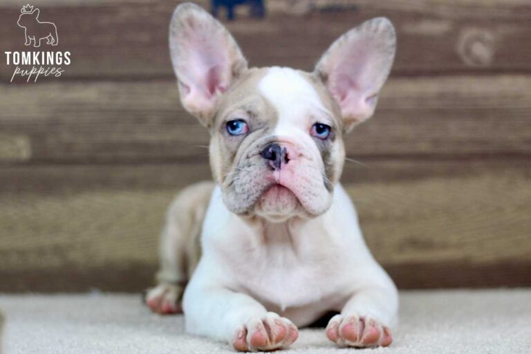 Watson, available French Bulldog puppy at TomKings Puppies