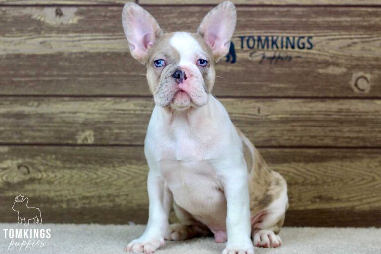 Watson, available French Bulldog puppy at TomKings Puppies