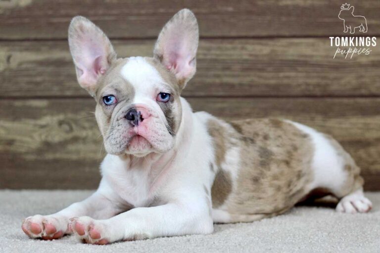 Watson, available French Bulldog puppy at TomKings Puppies