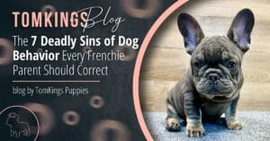 The 7 Deadly Sins of Dog Behavior Every Frenchie Parent Should Correct - TomKings Blog