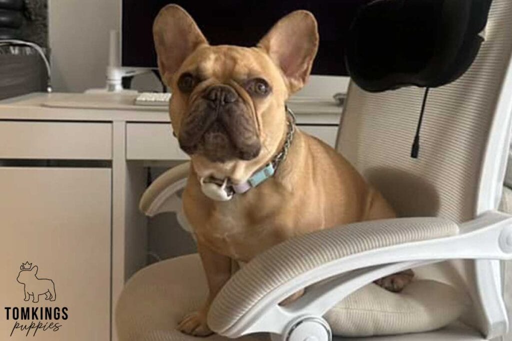 French Bulldog Breed Standard: 7 Traits That Make Frenchies Beautiful - TomKings Blog