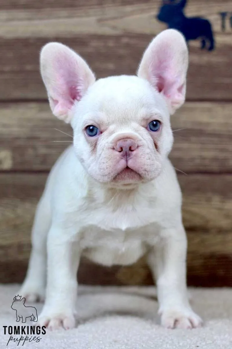 Annabell, available French Bulldog puppy at TomKings Puppies