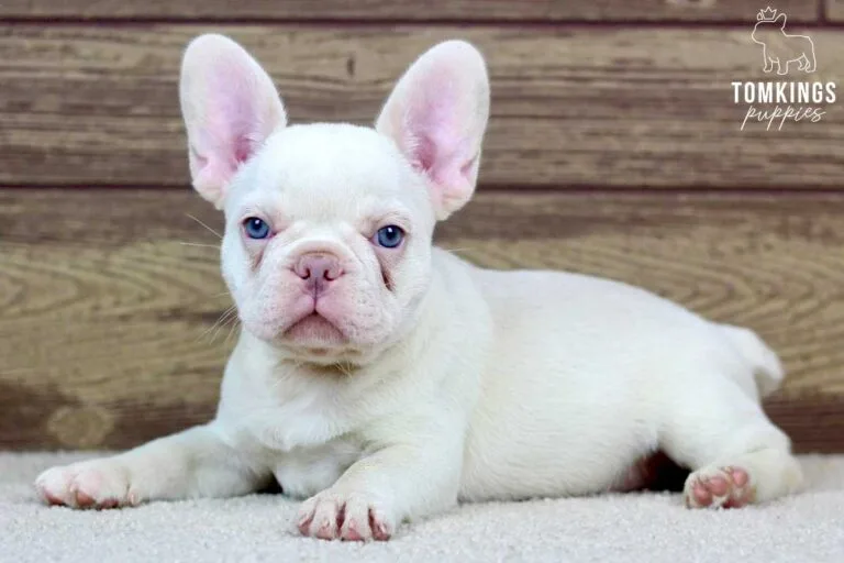 Annabell, available French Bulldog puppy at TomKings Puppies