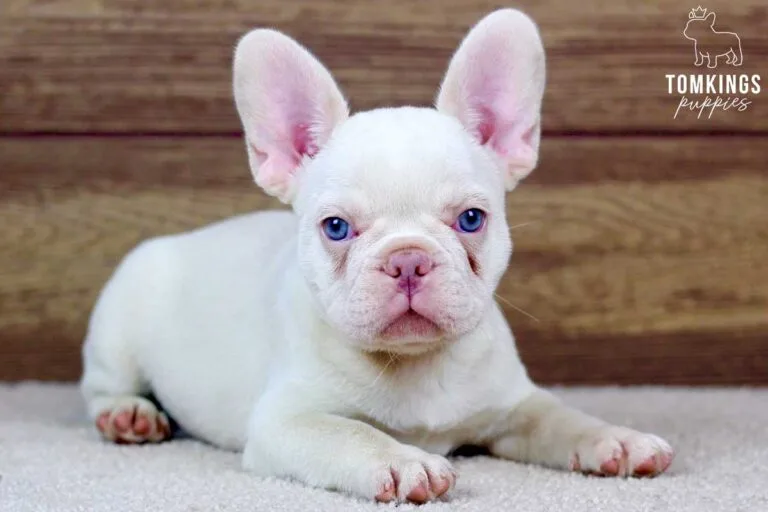 Annabell, available French Bulldog puppy at TomKings Puppies