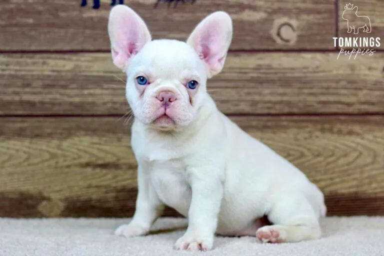 Annabell, available French Bulldog puppy at TomKings Puppies