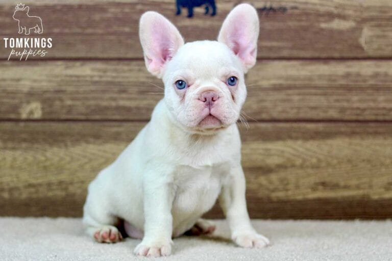 Annabell, available French Bulldog puppy at TomKings Puppies