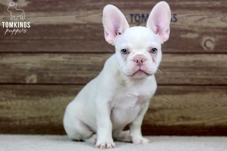 Annabell, available French Bulldog puppy at TomKings Puppies