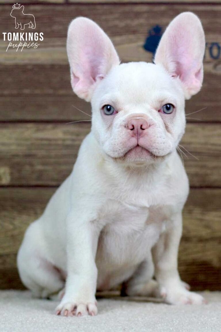 Annabell, available French Bulldog puppy at TomKings Puppies