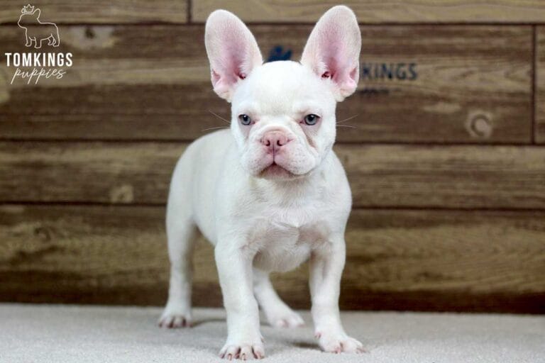 Annabell, available French Bulldog puppy at TomKings Puppies