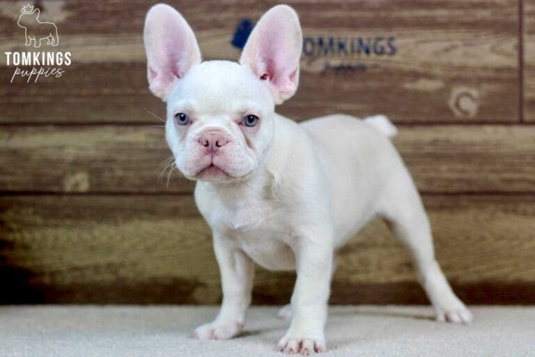 Annabell, available French Bulldog puppy at TomKings Puppies