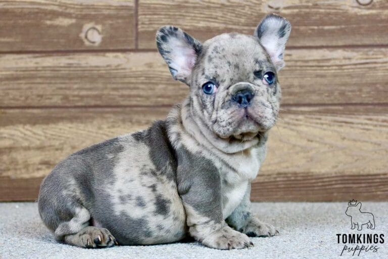 Bentley, available French Bulldog puppy at TomKings Puppies