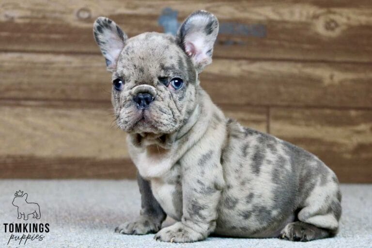 Bentley, available French Bulldog puppy at TomKings Puppies