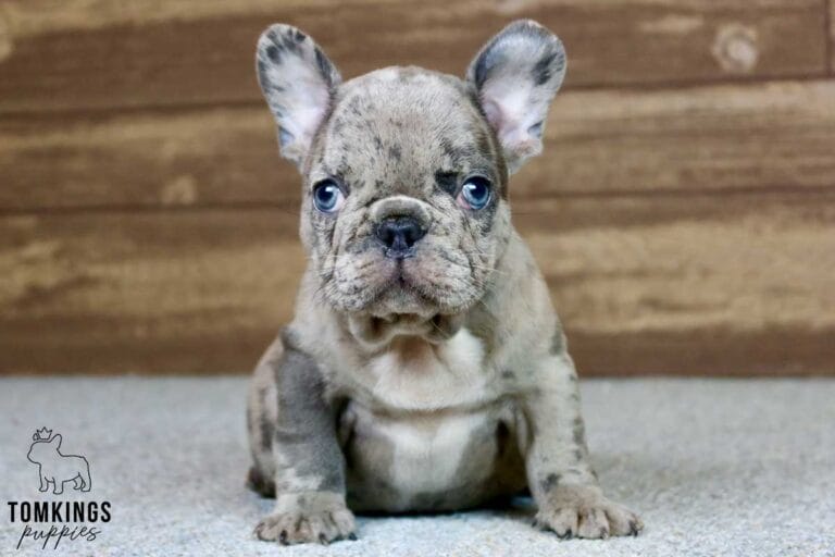 Bentley, available French Bulldog puppy at TomKings Puppies