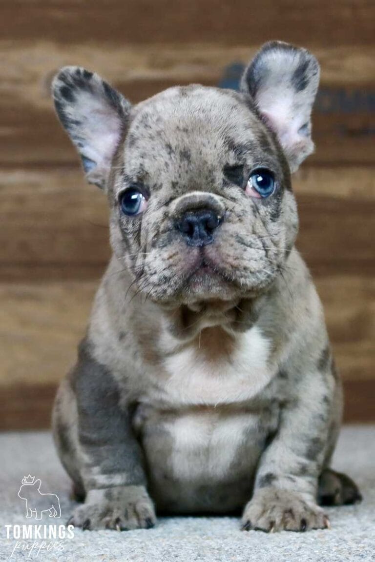 Bentley, available French Bulldog puppy at TomKings Puppies