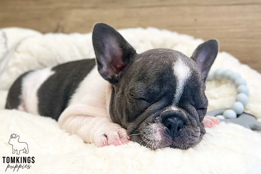 Birdie, available French Bulldog puppy at TomKings Puppies