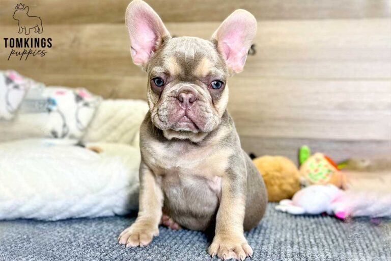 Bucky, available French Bulldog puppy at TomKings Puppies