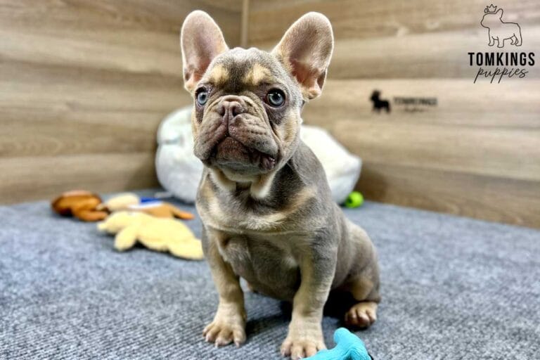 Bucky, available French Bulldog puppy at TomKings Puppies