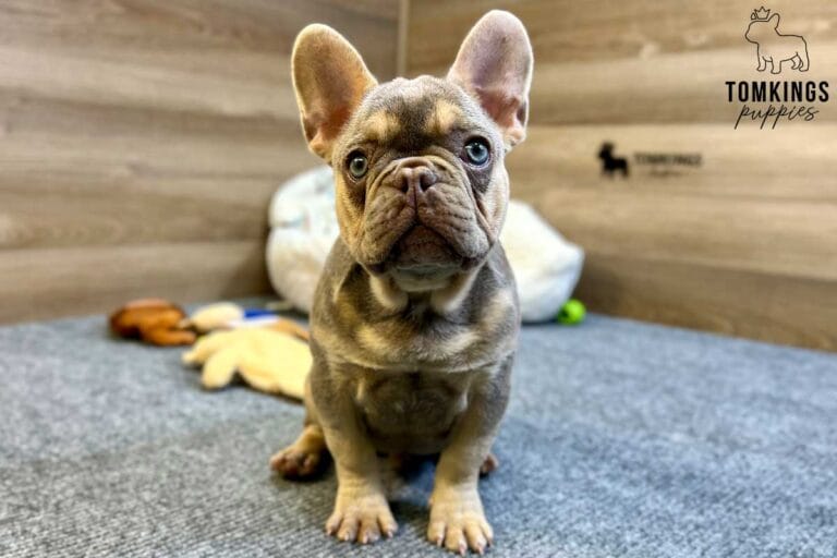 Bucky, available French Bulldog puppy at TomKings Puppies