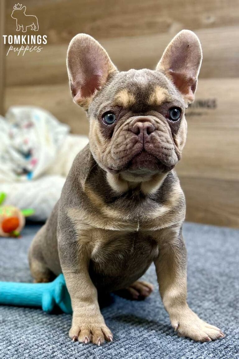 Bucky, available French Bulldog puppy at TomKings Puppies