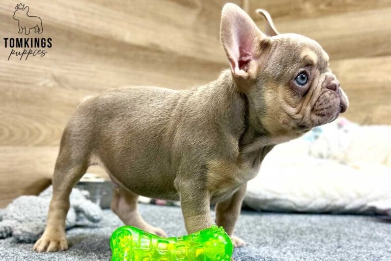 Bucky, available French Bulldog puppy at TomKings Puppies