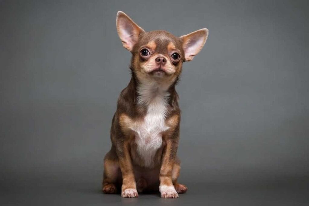 Chihuahua vs French Bulldog: Can We Help You Choose? - TomKings Blog